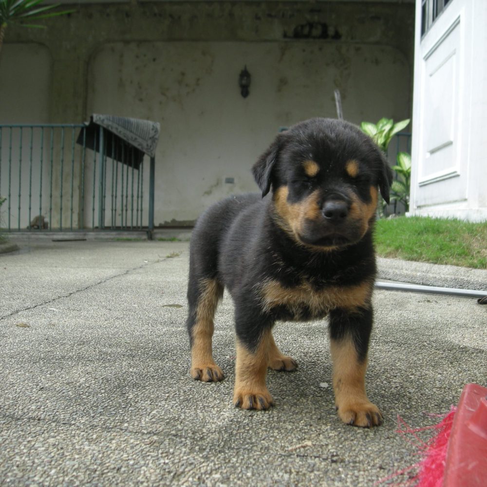 Chase Male (8) Chase Male (8)