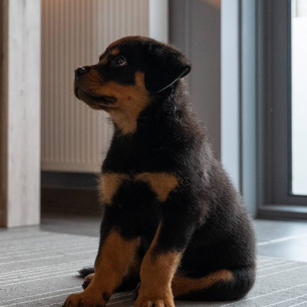 Lola-female-6.jpg
