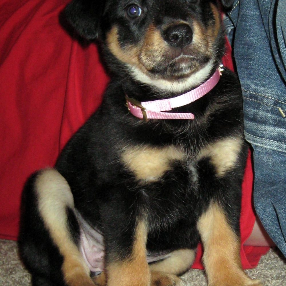 Lulu-Female-2.jpg