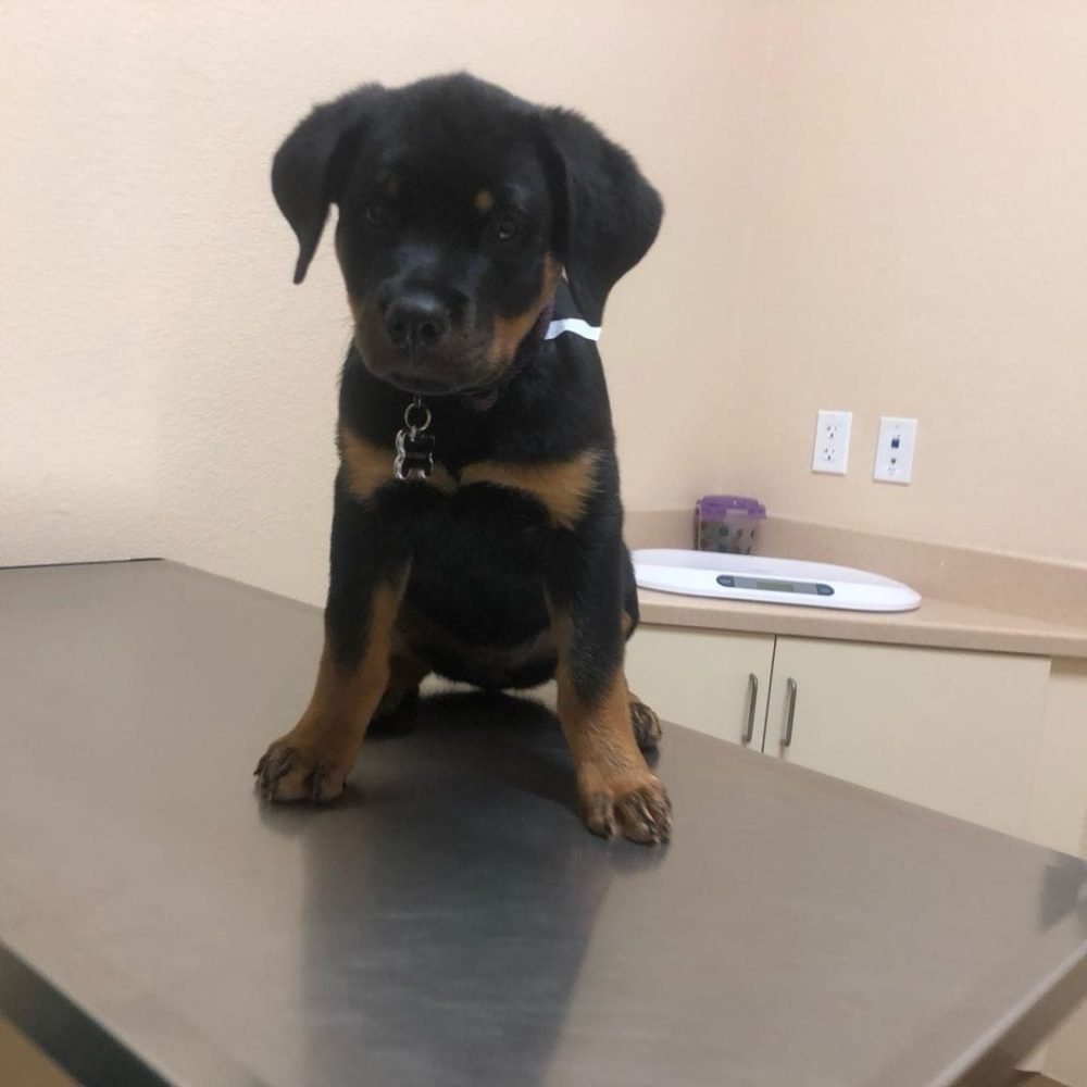 Luna-Female-9.jpg