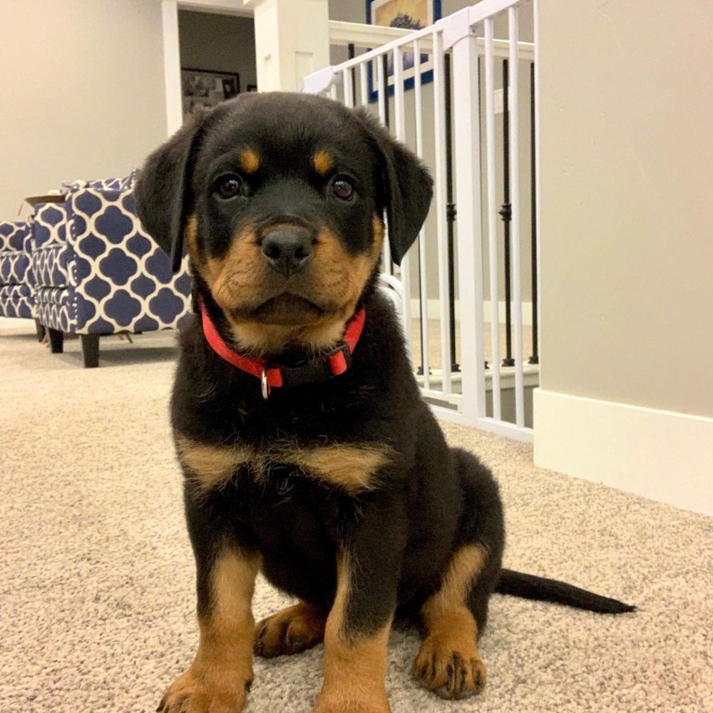 Max-Male-40.jpg
