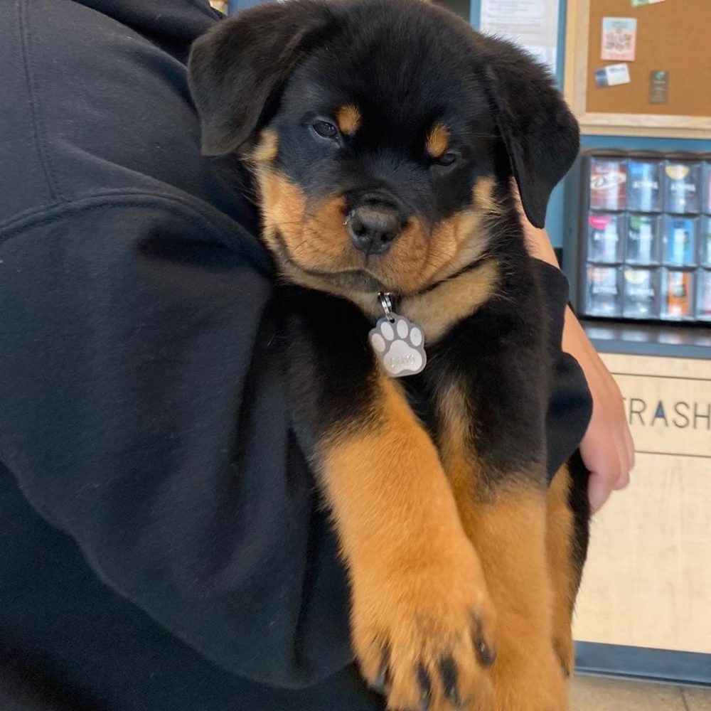 Rocco-Male-12.jpg