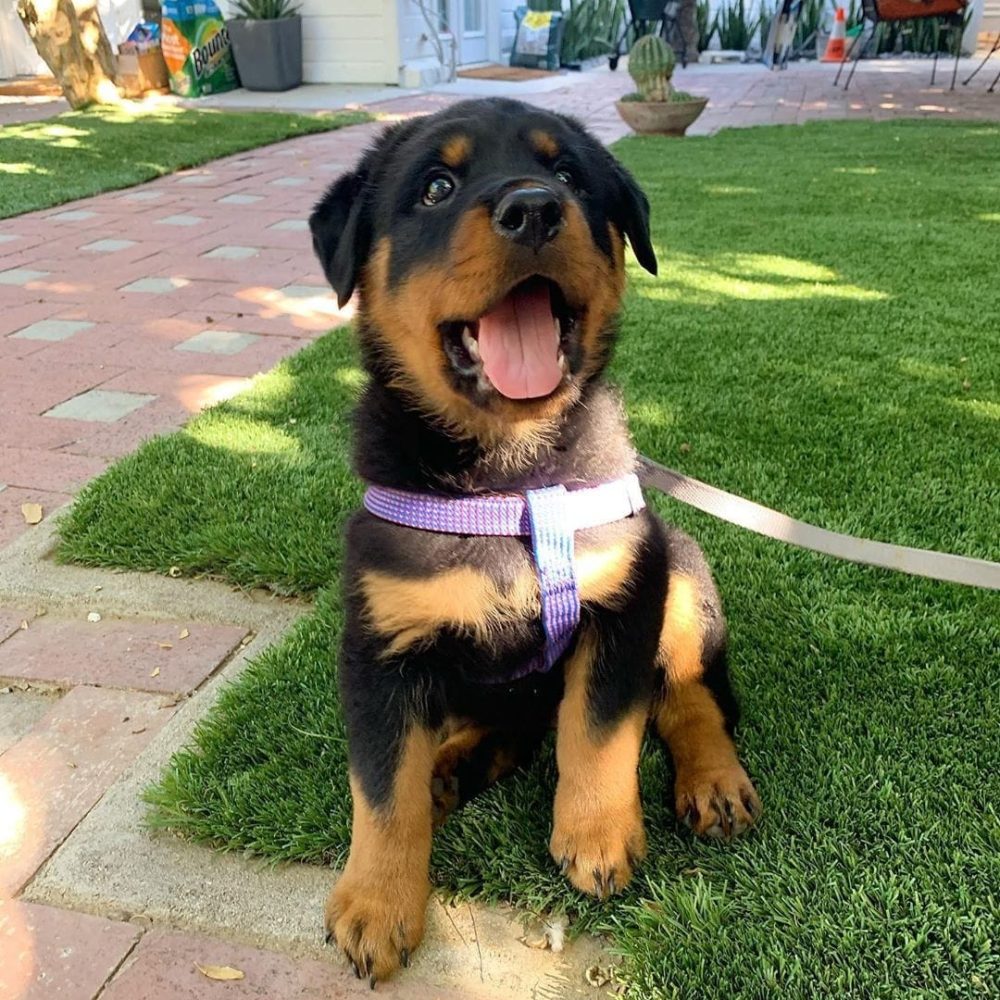 Rocky-Male-3.jpg