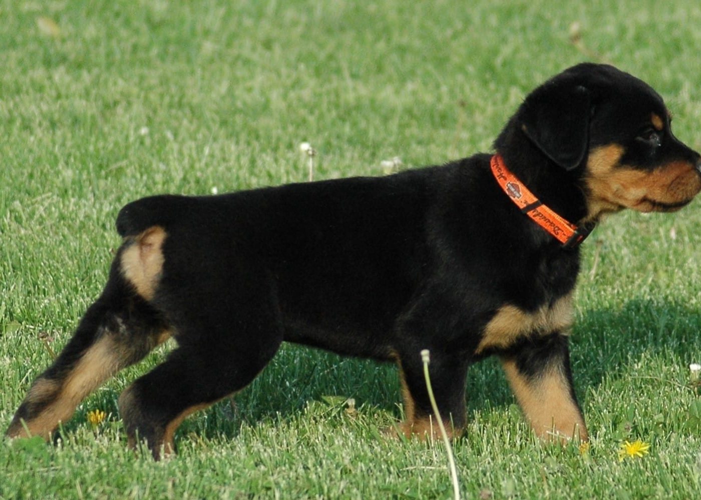 Skye-Male-3.jpg