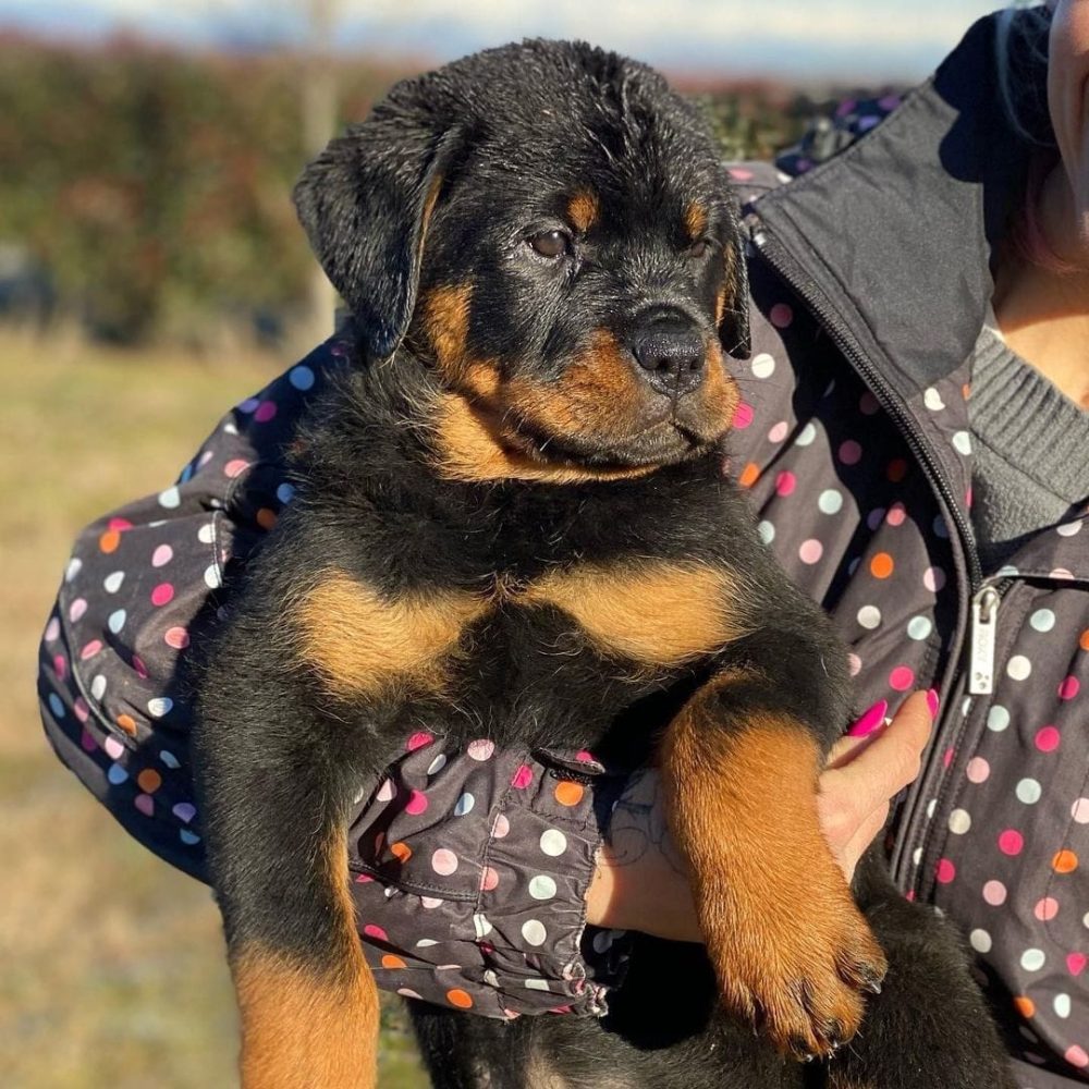 Thor-Male-3.jpg