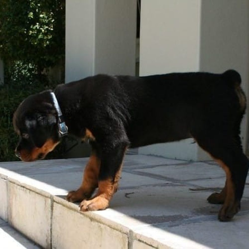 Troy-Male-4.jpg