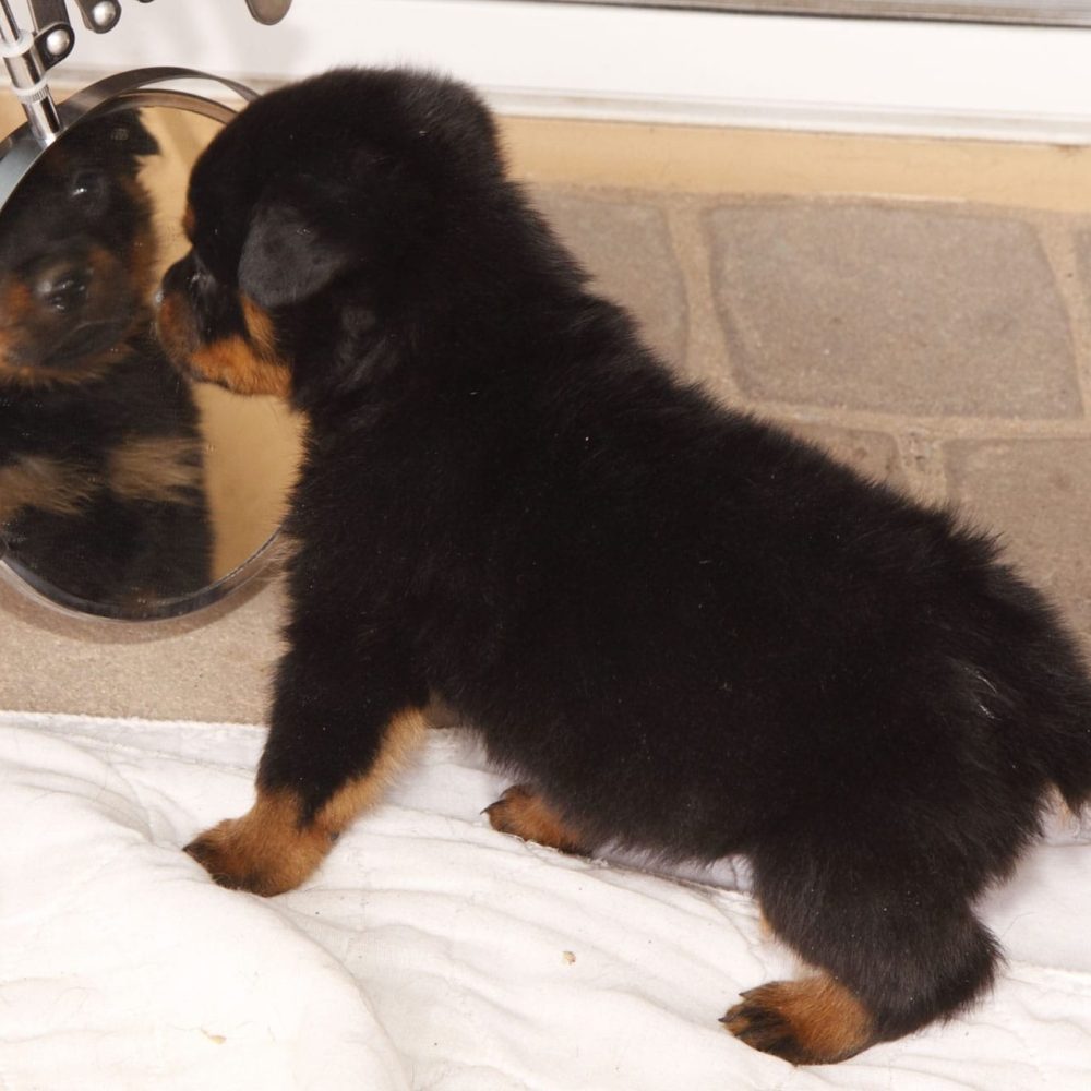Xena-Female-17.jpg