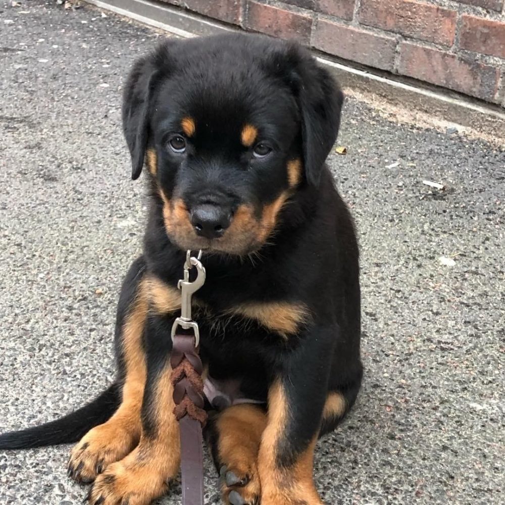 Zeus-Male-13.jpg